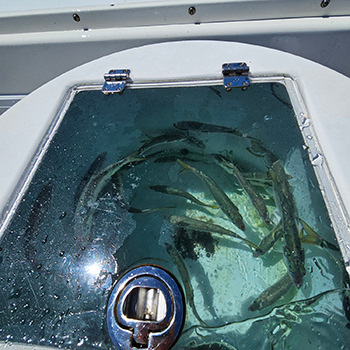 Livewell systems photo by C&S Marine Electrical